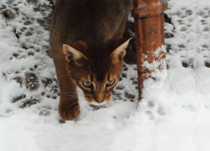 Our cat in the snow